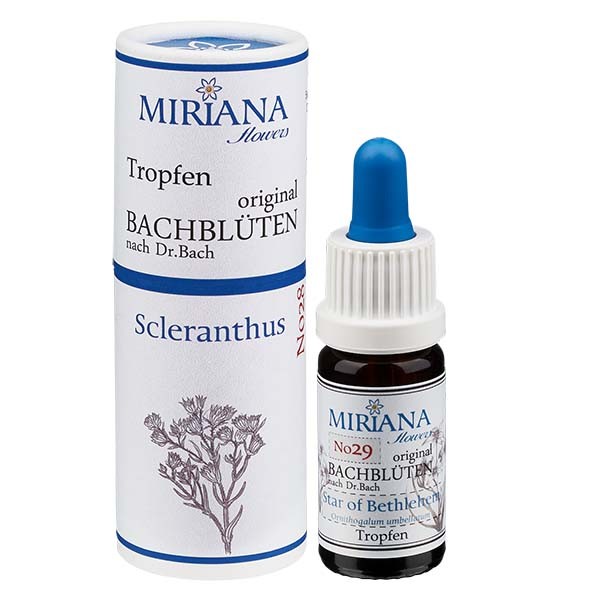 29 Star of Bethlehem, 10ml Essenz, MirianaFlowers