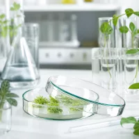 Petrischale Glas 100x20mm für In-vitro-Pflanzenanzucht und Zellkultur im Forschungslabor