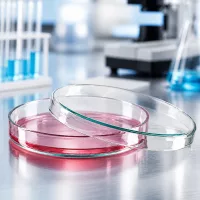 Petrischale Glas 100x10mm für Pilzkulturen Bakterienanzucht und mikroskopische Analyse