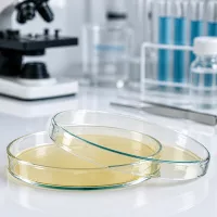 Petrischalen aus Glas 120x20mm mit Agar auf weißer Laborfläche neben Pinzette und Reagenzgläsern