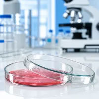 Petrischale 90x15mm aus klarem Glas mit rotem Agar für mikrobiologische Laborversuche