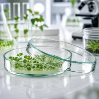 Petrischale Glas 80x15mm geöffnet mit Pflanzengewebekultur für biologische Forschungsanwendungen
