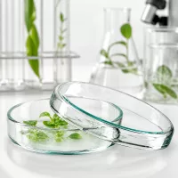 Petrischale Glas 70x15mm mit Pflanzengewebekultur für In-vitro-Anzucht im Botanikladenschaft