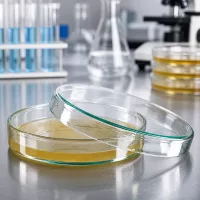 Petrischale 100x20mm Glas mit festem Nährboden für Bakterien- und Pilzkulturen