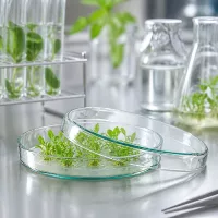 Glaspetrischale 90x15mm für Pflanzengewebekultur auf Edelstahlarbeitsfläche im Forschungslabor